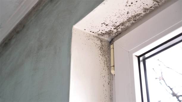 Best Basement Mold Removal  in Gordon, NE