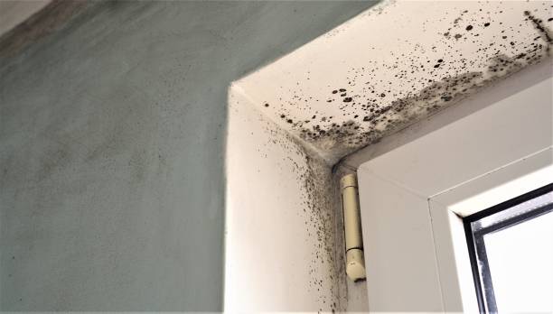 Best Commercial Mold Inspection  in Gordon, NE
