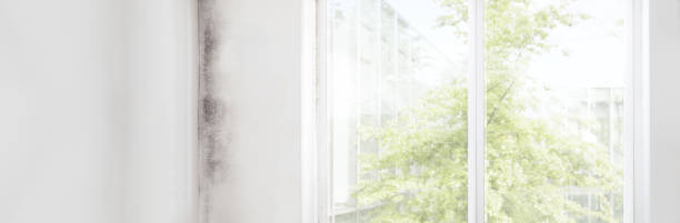 Best Mold Removal for HVAC Installations  in Gordon, NE